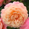 Rose Peach Melba 1 Rose Peach Melba -Yougarden Shop 531014