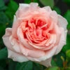 Rose 'It's A Wonderful Life' -Yougarden Shop 531015