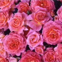 Rose Designer Sunset 3L Potted
