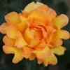 Rose Eureka 3L Potted -Yougarden Shop 531017