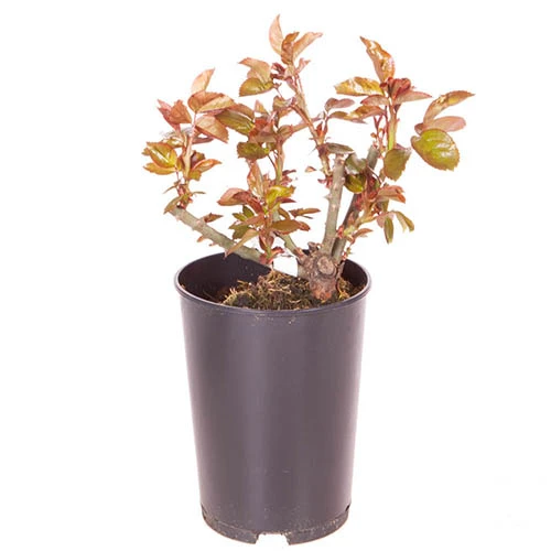 Rose Eureka 3L Potted 5 Rose Eureka 3L Potted - Image 3