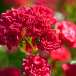 Rose The Fairy 1.5L X3 -Yougarden Shop 531029 2