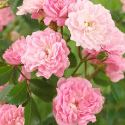 Rose The Fairy 1.5L X3 -Yougarden Shop 531029 3