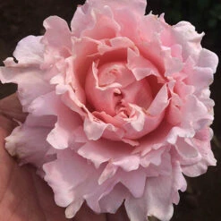 Rose 'King Charles Coronation' 3L Potted