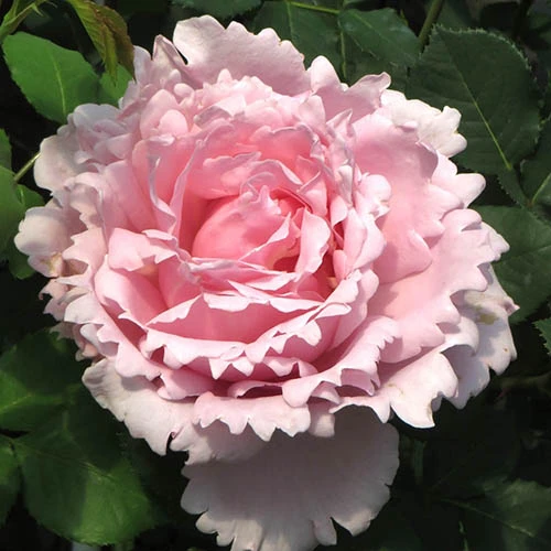 Rose 'King Charles Coronation' 3L Potted 7 Rose 'King Charles Coronation' 3L Potted - Image 5