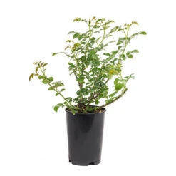 Rose Dame Deborah James 15 Rose Dame Deborah James -Yougarden Shop 531041 6