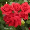 Rose 'The Coronation' -Yougarden Shop 531091