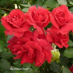 Rose 'The Coronation'