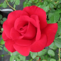 Rose 'The Coronation' -Yougarden Shop 531091 2