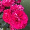 Rose Duke Of Edinburgh -Yougarden Shop 540034