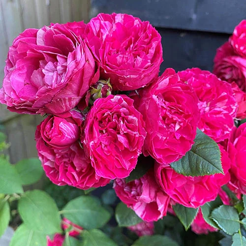 Rose Duke Of Edinburgh 4 Rose Duke Of Edinburgh - Image 2