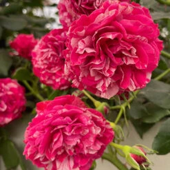 Rose Duke Of Edinburgh 14 Rose Duke Of Edinburgh -Yougarden Shop 540034 3