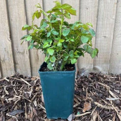 Rose Duke Of Edinburgh 17 Rose Duke Of Edinburgh -Yougarden Shop 540034 6