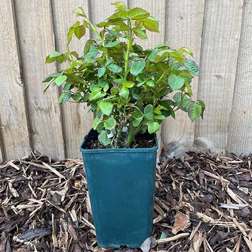 Rose Duke Of Edinburgh 9 Rose Duke Of Edinburgh - Image 7