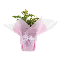 Rose Duke Of Edinburgh 18 Rose Duke Of Edinburgh -Yougarden Shop 540034 7