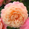 Rose Peach Melba Climbing -Yougarden Shop 540234