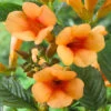 Patio Campsis 'Orange Trumpet' -Yougarden Shop 550001