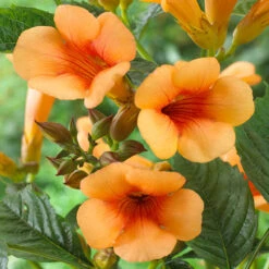 Patio Campsis 'Orange Trumpet'