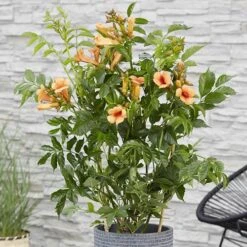 Patio Campsis 'Orange Trumpet' -Yougarden Shop 550001 2