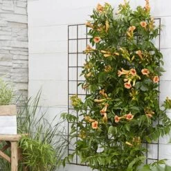Patio Campsis 'Orange Trumpet' -Yougarden Shop 550001 3