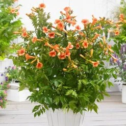 Patio Campsis 'Orange Trumpet' -Yougarden Shop 550001 4