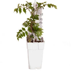 Patio Campsis 'Orange Trumpet' -Yougarden Shop 550001 5