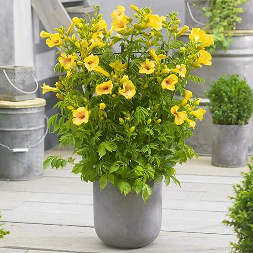 Patio Campsis 'Yellow Trumpet' 3 Patio Campsis 'Yellow Trumpet'