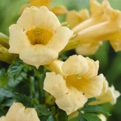 Patio Campsis 'Yellow Trumpet' 9 Patio Campsis 'Yellow Trumpet' -Yougarden Shop 550002 2