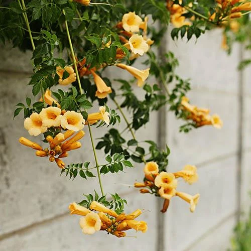 Patio Campsis 'Yellow Trumpet' 6 Patio Campsis 'Yellow Trumpet' - Image 4