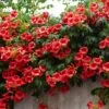 Patio Campsis 'Red Trumpet' -Yougarden Shop 550003