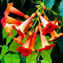 Patio Campsis 'Red Trumpet' 11 Patio Campsis 'Red Trumpet' -Yougarden Shop 550003 2