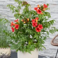 Patio Campsis 'Red Trumpet' 12 Patio Campsis 'Red Trumpet' -Yougarden Shop 550003 3