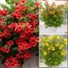 Campsis Trumpet Vine Collection -Yougarden Shop 550046