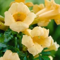 Campsis Trumpet Vine Collection 13 Campsis Trumpet Vine Collection -Yougarden Shop 550046 2