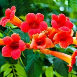 Campsis Trumpet Vine Collection 14 Campsis Trumpet Vine Collection -Yougarden Shop 550046 3