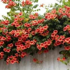 Campsis Trumpet Vine Collection 15 Campsis Trumpet Vine Collection -Yougarden Shop 550046 4