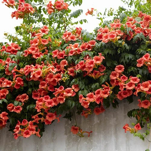 Campsis Trumpet Vine Collection 7 Campsis Trumpet Vine Collection - Image 5
