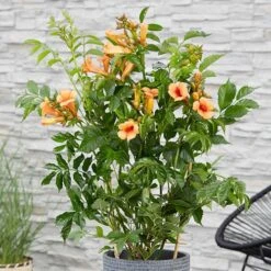 Campsis Trumpet Vine Collection 16 Campsis Trumpet Vine Collection -Yougarden Shop 550046 5