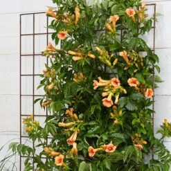 Campsis Trumpet Vine Collection 18 Campsis Trumpet Vine Collection -Yougarden Shop 550046 7