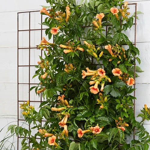 Campsis Trumpet Vine Collection 10 Campsis Trumpet Vine Collection - Image 8