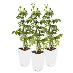 Campsis Trumpet Vine Collection 19 Campsis Trumpet Vine Collection -Yougarden Shop 550046 8