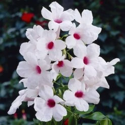 Pandorea Jasminoides