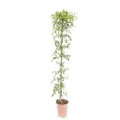 Pandorea Jasminoides -Yougarden Shop 550089 2