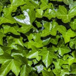 Coloured Ivy Collection