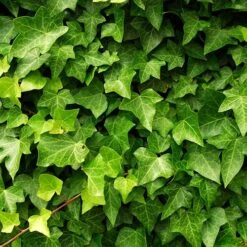 Coloured Ivy Collection -Yougarden Shop 550124 2