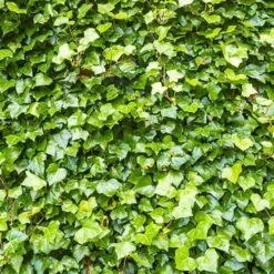 Coloured Ivy Collection -Yougarden Shop 550124 3