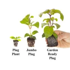 Coloured Ivy Collection -Yougarden Shop 550124 4