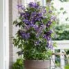 Clematis 'Taiga' -Yougarden Shop 550126