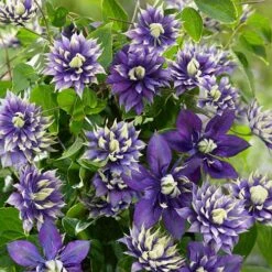 Clematis 'Taiga' -Yougarden Shop 550126 2