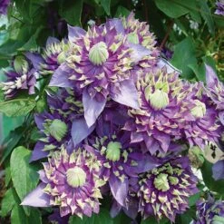 Clematis 'Taiga' -Yougarden Shop 550126 3